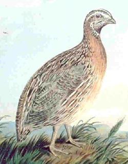 Observación de especies autoctonas
